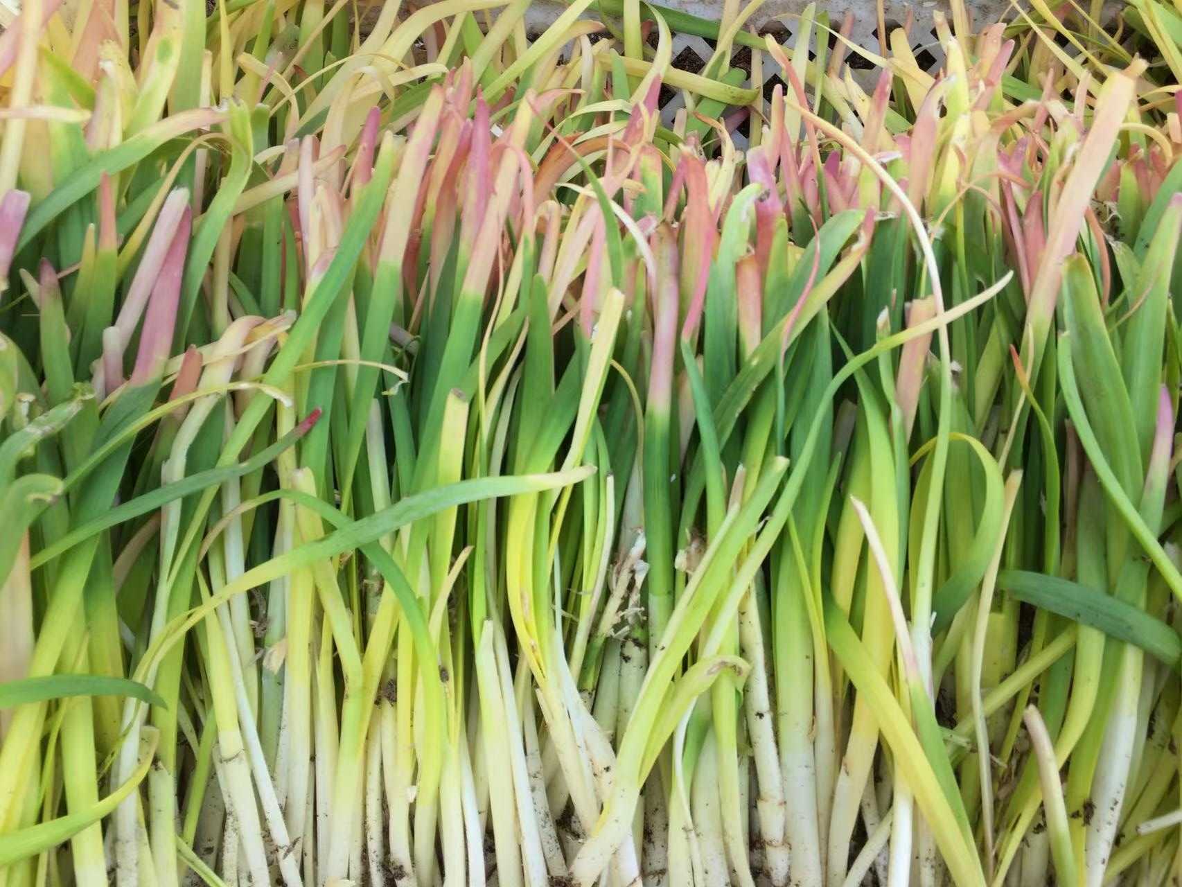 綠色防控為瀛海五色韭產(chǎn)業(yè)發(fā)展護航