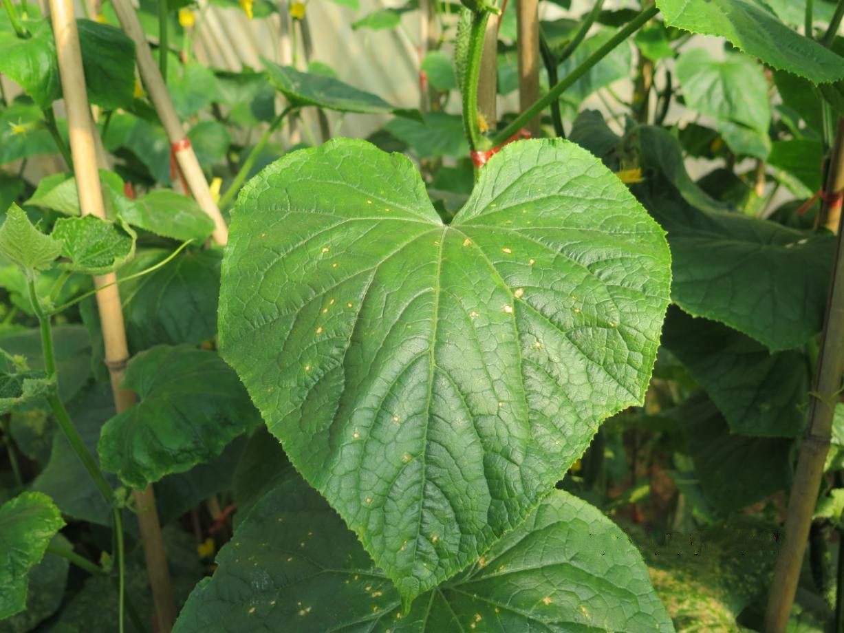 帶你認識蔬菜的疑難雜癥——黃瓜靶斑病