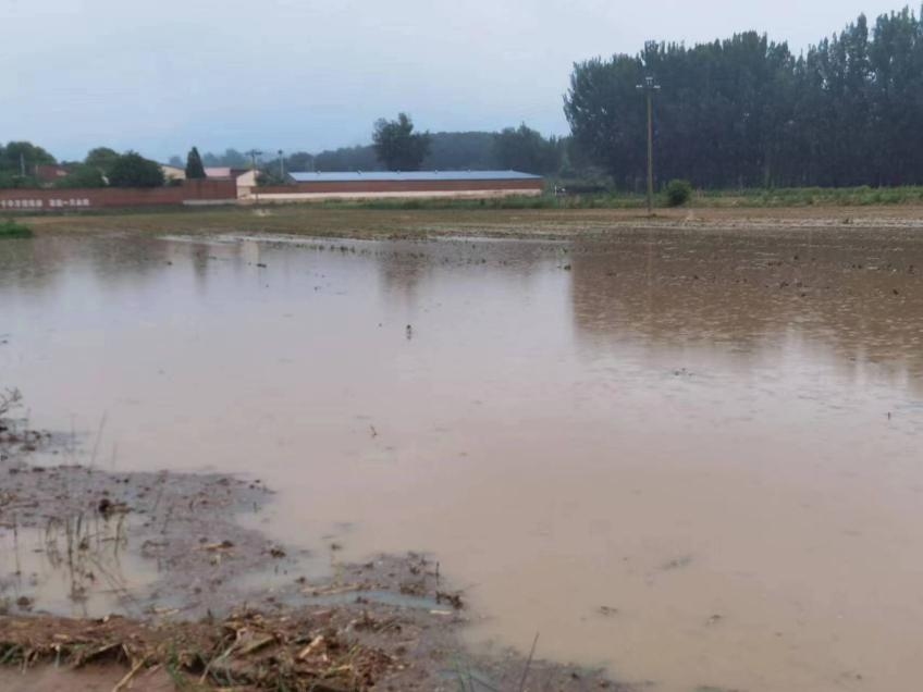 強降雨過后 大豆管理貴在及時