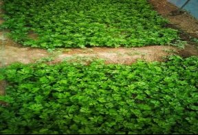 芹菜夏季采后管理要細(xì)致
