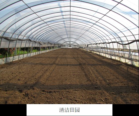 草莓秋季育苗 4大管理要點要上心