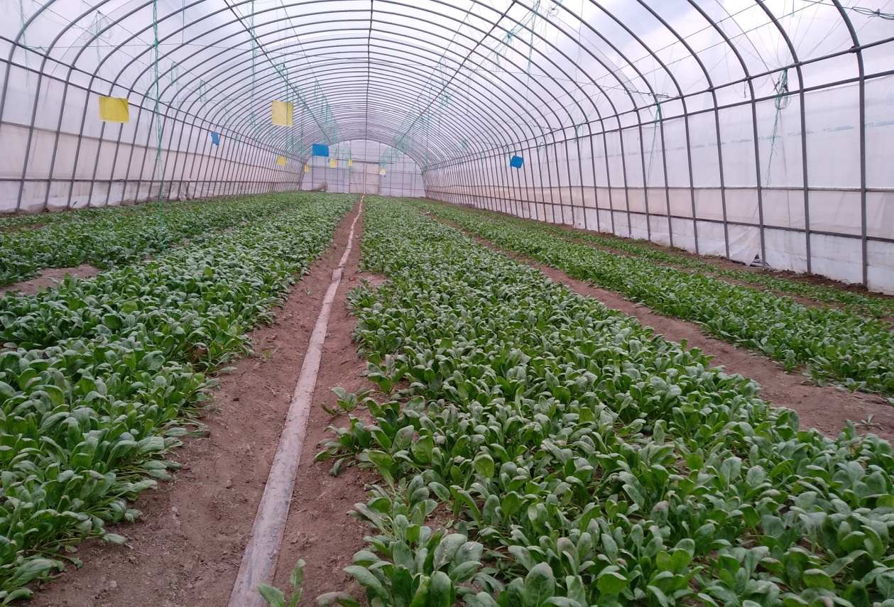北京越冬菠菜正當(dāng)時 種植技術(shù)要點要掌握