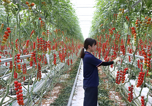 北京市召開種植業(yè)穩(wěn)產(chǎn)保供工作推進(jìn)視頻會(huì)議
